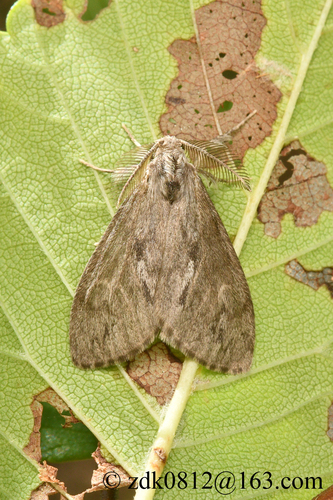 Parocneria furva