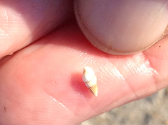 Bittiolum alternatum