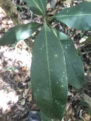 Chionanthus ramiflorus