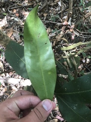 Chionanthus ramiflorus