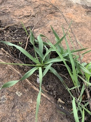 Chlorophytum transvaalense