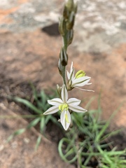 Chlorophytum transvaalense