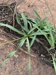 Chlorophytum transvaalense