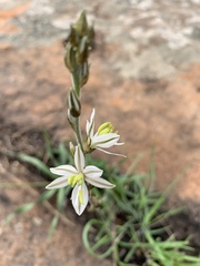 Chlorophytum transvaalense