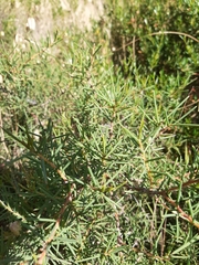 Hakea rugosa