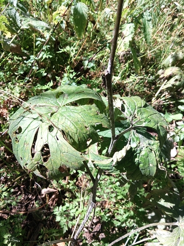 Lucid Monkshood (Aconitum leucostomum)
