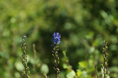 Delphinium retropilosum