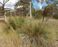 Xanthorrhoea caespitosa