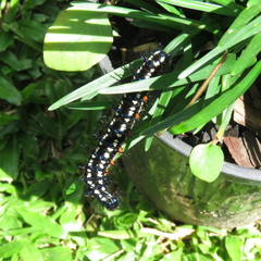 Doleschallia bisaltide australis