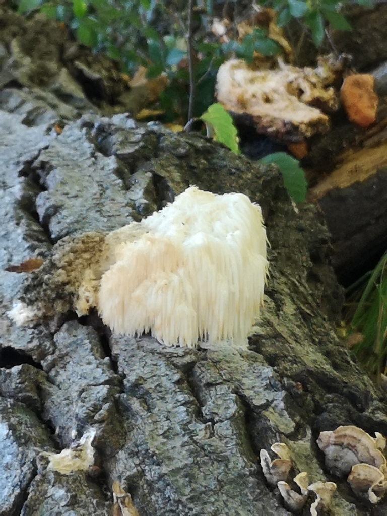 Hericium erinaceus · November 2019 · photo: © mamoruendo (iNaturalist, cc-by-nc)