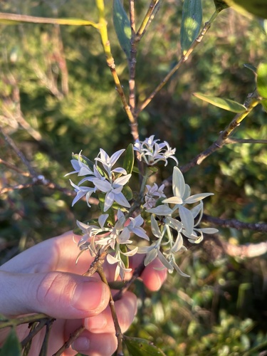 Agathis atropurpurea observed 2025-07-04
