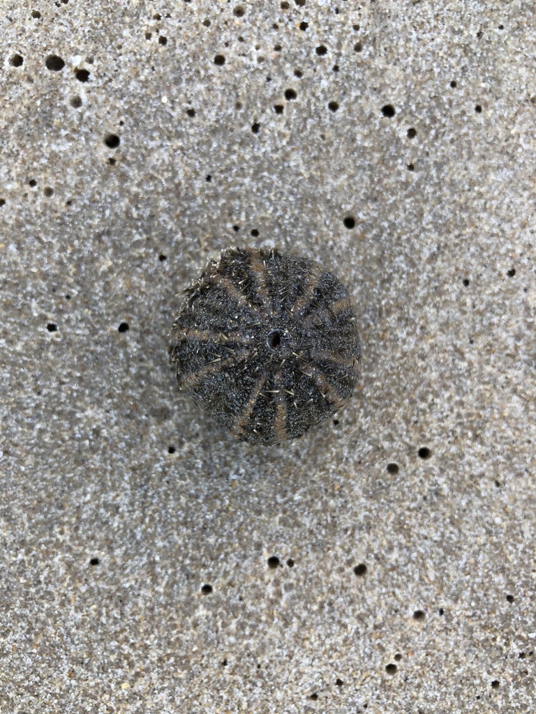 Ovoid sea urchin