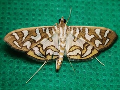 Nausinoe