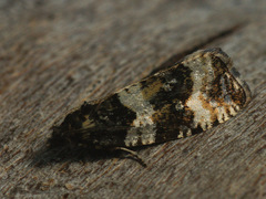Phiaris bipunctana