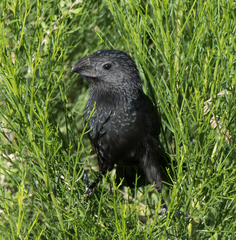 Groove-Billed Ani photo 4