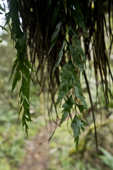 Asplenium polyodon image