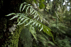 Microsorum novae-zealandiae