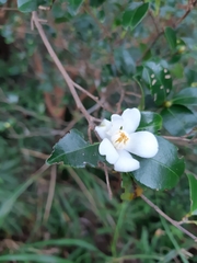 Camellia brevistyla