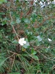 Camellia brevistyla