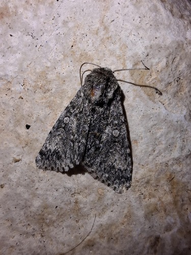 Poplar Grey