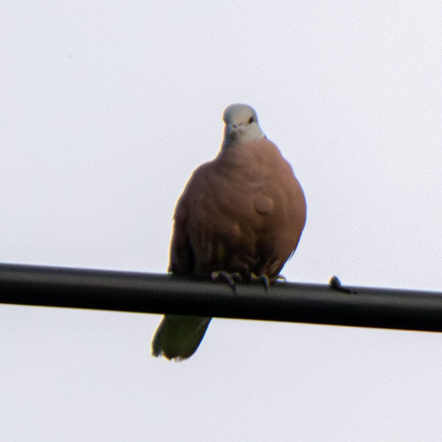 Red Collared Dove