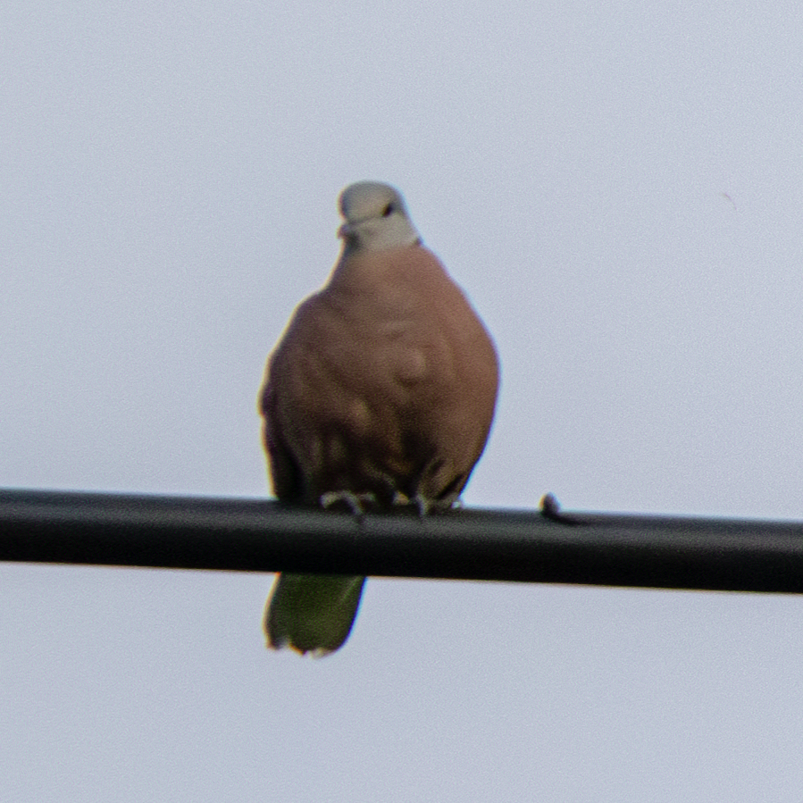 Red Collared Dove
