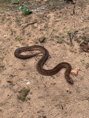 Spotted Night Adder