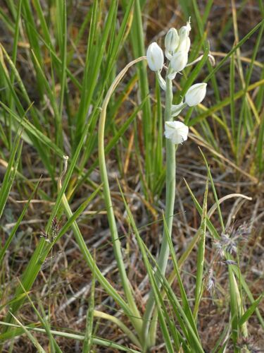 Ornithogalum fischerianum
