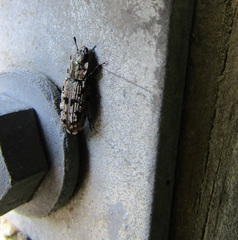 Phanodesta nigrosparsa