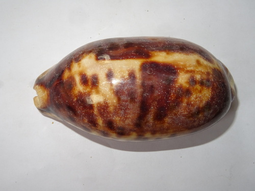Chelycypraea testudinaria observed 2025-08-19