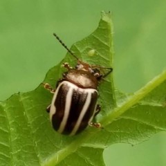 Calligrapha bidenticola