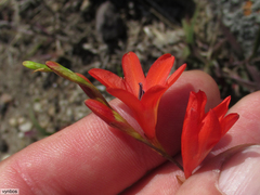 Tritonia disticha