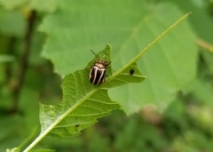 Calligrapha bidenticola
