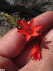 Tritonia disticha
