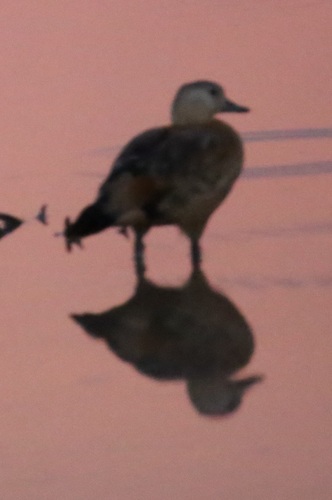 Ruddy Shelduck