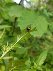 Calligrapha bidenticola
