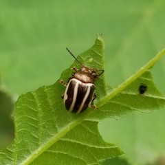 Calligrapha bidenticola