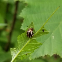 Calligrapha bidenticola