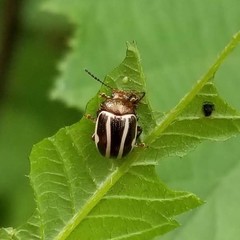 Calligrapha bidenticola