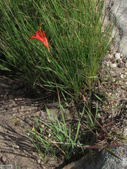 Tritonia disticha
