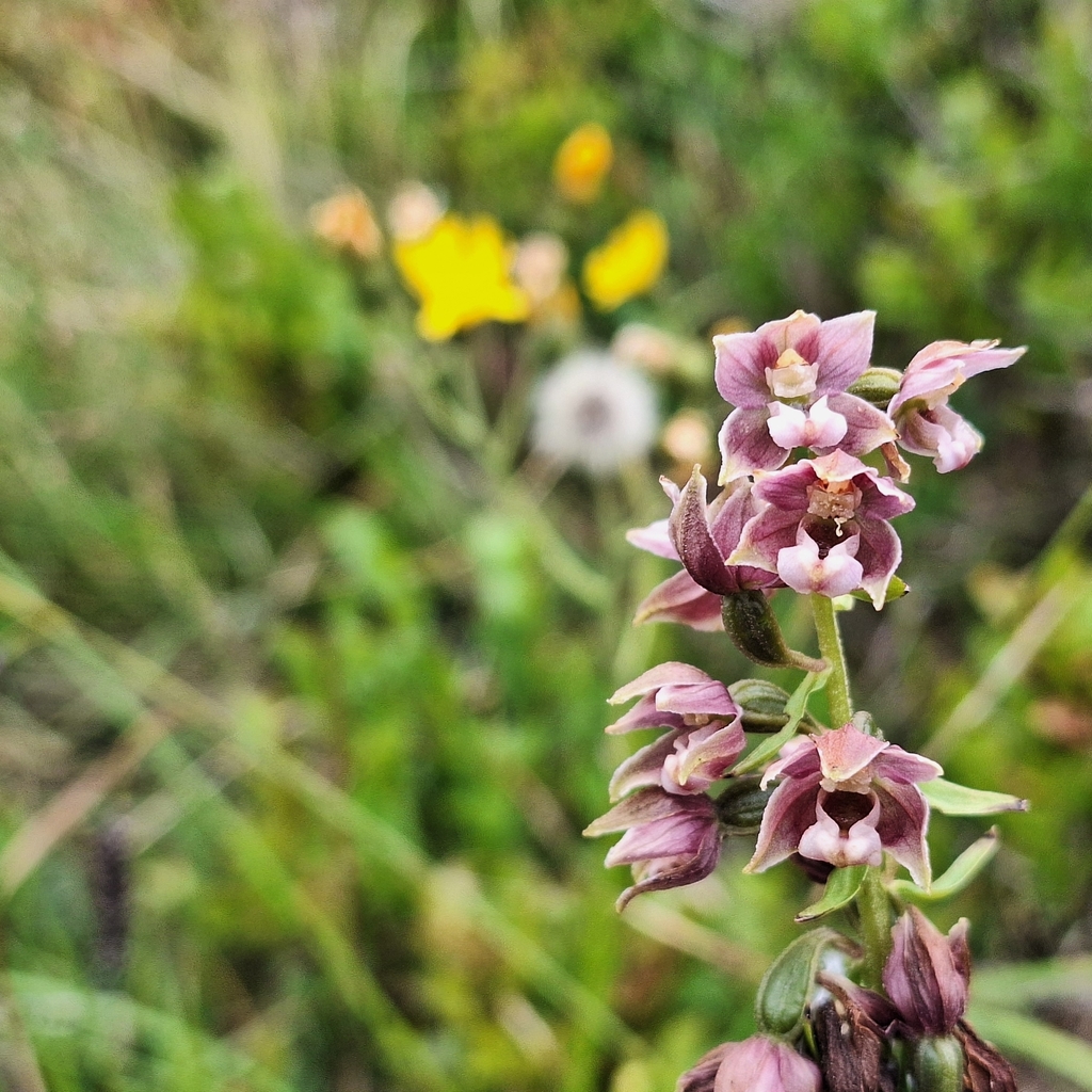 Epipactis × schmalhausenii