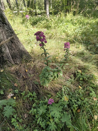 Hylotelephium telephium