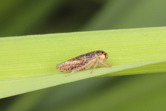 Rhytidodus decimusquartus
