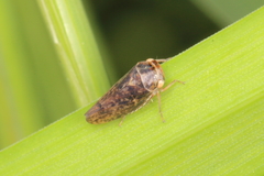 Rhytidodus decimusquartus