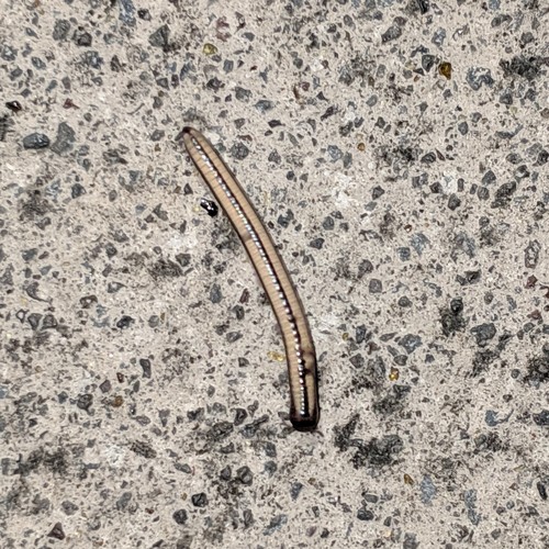 Spirobolellus immigrans photo 6