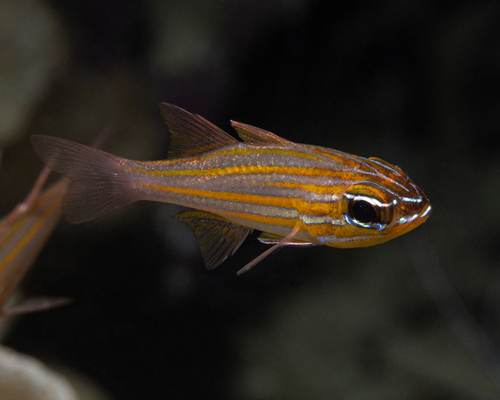 Photo of Yellowstriped cardinalfish (Ostorhinchus cyanosoma)