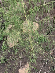 Asparagus saundersiae