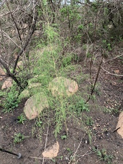 Asparagus saundersiae