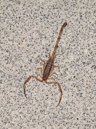 Lesser Brown Scorpion photo 5