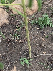 Asparagus saundersiae